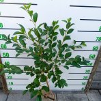 Mini višňa - čerešňa višňová (Prunus cerasus x fruticosa) 'CARMINE JEWEL' - výška 70-90 cm, kont. C5L - KRÍKOVÁ